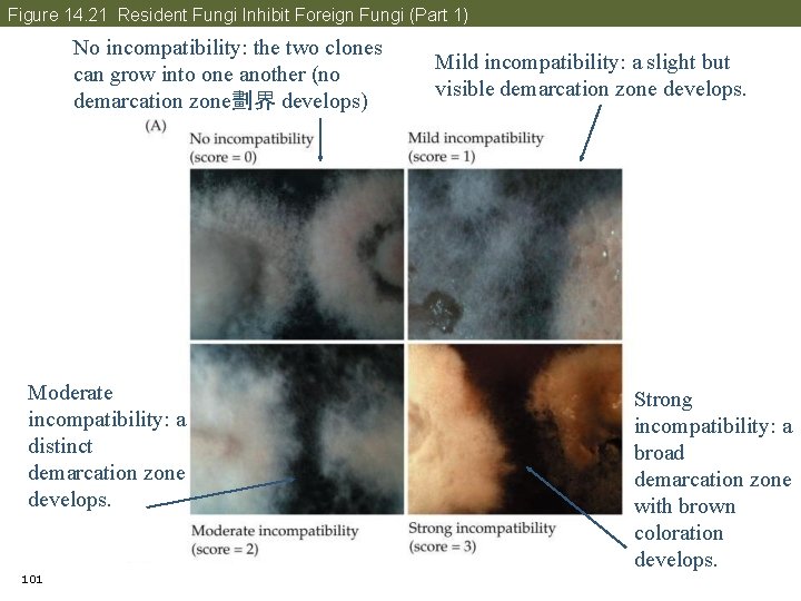 Figure 14. 21 Resident Fungi Inhibit Foreign Fungi (Part 1) No incompatibility: the two