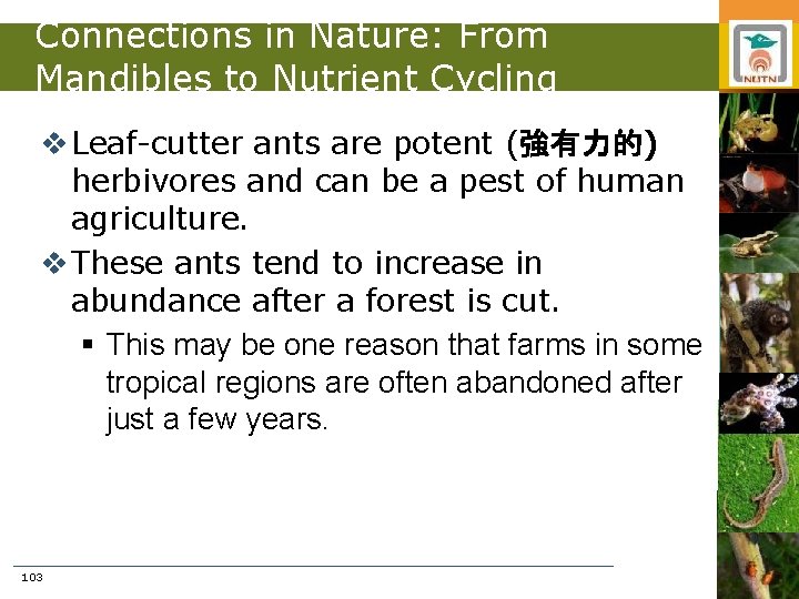 Connections in Nature: From Mandibles to Nutrient Cycling v Leaf-cutter ants are potent (強有力的)