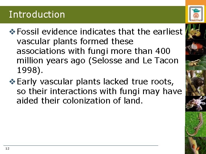 Introduction v Fossil evidence indicates that the earliest vascular plants formed these associations with