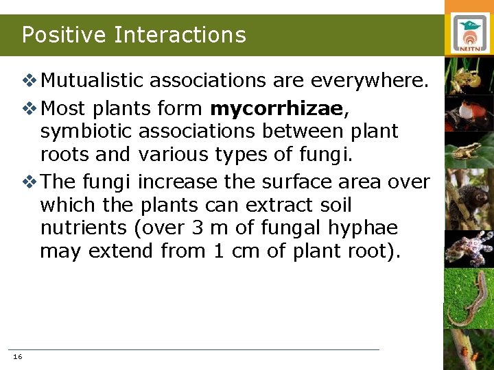 Positive Interactions v Mutualistic associations are everywhere. v Most plants form mycorrhizae, symbiotic associations
