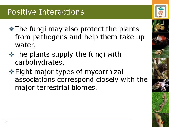 Positive Interactions v The fungi may also protect the plants from pathogens and help