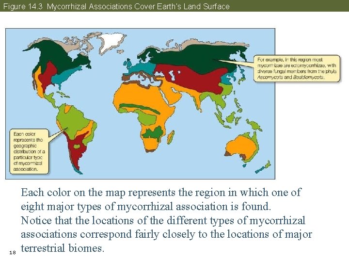 Figure 14. 3 Mycorrhizal Associations Cover Earth’s Land Surface 18 Each color on the