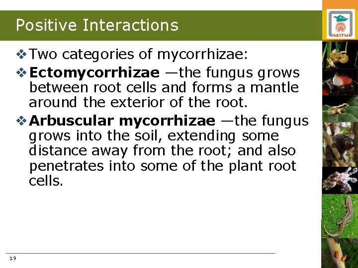 Positive Interactions v Two categories of mycorrhizae: v Ectomycorrhizae —the fungus grows between root