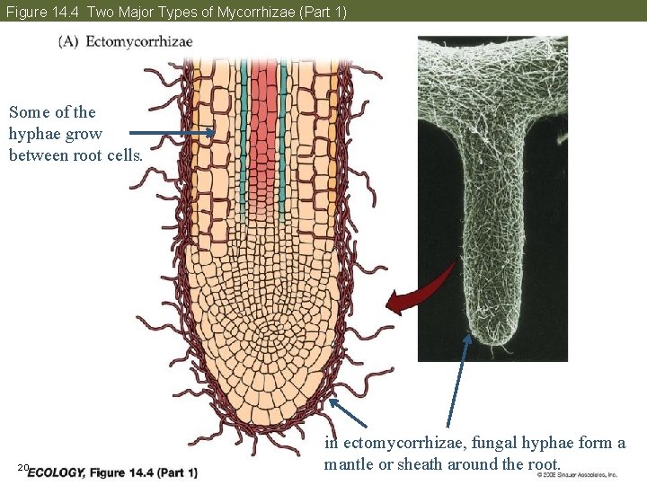 Figure 14. 4 Two Major Types of Mycorrhizae (Part 1) Some of the hyphae