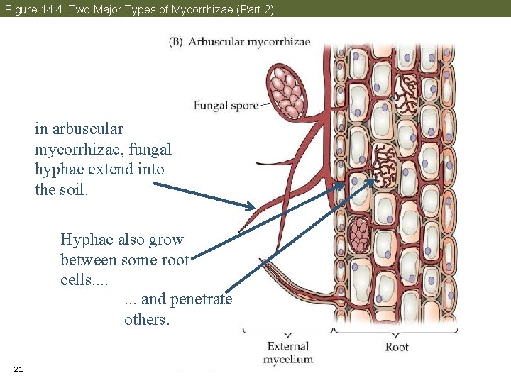 Figure 14. 4 Two Major Types of Mycorrhizae (Part 2) in arbuscular mycorrhizae, fungal