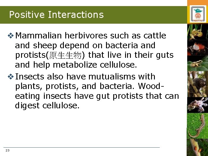 Positive Interactions v Mammalian herbivores such as cattle and sheep depend on bacteria and