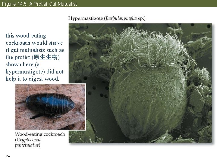 Figure 14. 5 A Protist Gut Mutualist this wood-eating cockroach would starve if gut