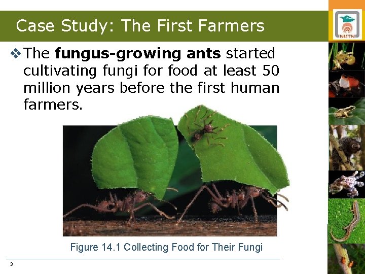 Case Study: The First Farmers v The fungus-growing ants started cultivating fungi for food