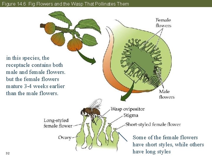 Figure 14. 6 Fig Flowers and the Wasp That Pollinates Them in this species,