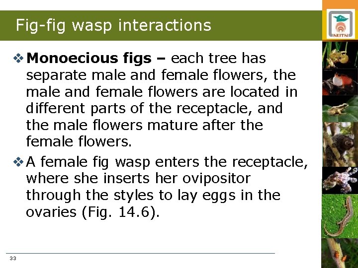 Fig-fig wasp interactions v Monoecious figs – each tree has separate male and female