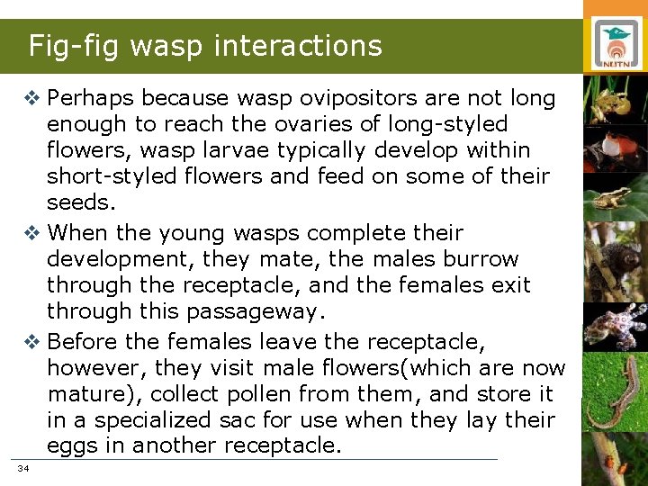Fig-fig wasp interactions v Perhaps because wasp ovipositors are not long enough to reach