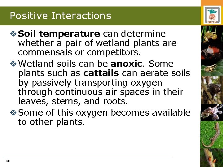 Positive Interactions v Soil temperature can determine whether a pair of wetland plants are