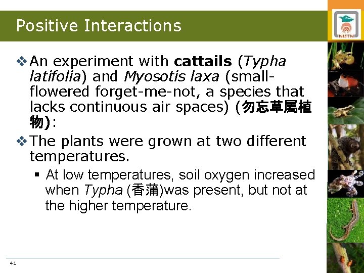 Positive Interactions v An experiment with cattails (Typha latifolia) and Myosotis laxa (smallflowered forget-me-not,
