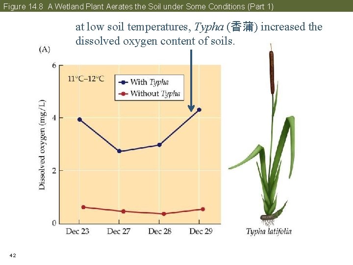 Figure 14. 8 A Wetland Plant Aerates the Soil under Some Conditions (Part 1)