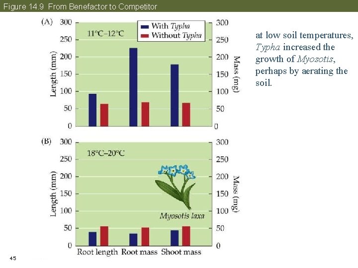 Figure 14. 9 From Benefactor to Competitor at low soil temperatures, Typha increased the