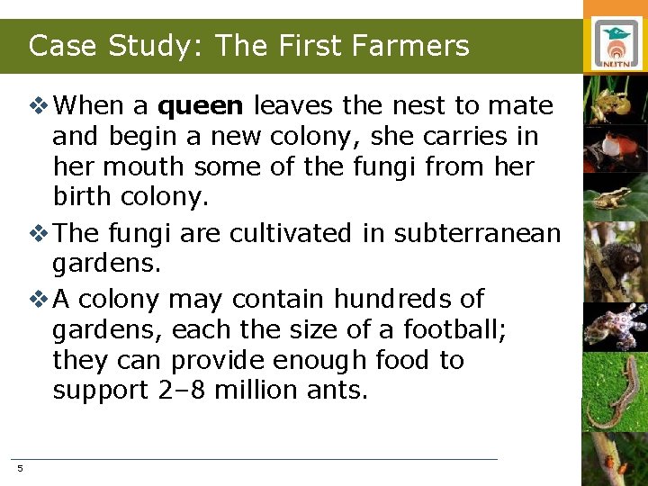 Case Study: The First Farmers v When a queen leaves the nest to mate