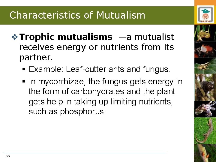 Characteristics of Mutualism v Trophic mutualisms —a mutualist receives energy or nutrients from its