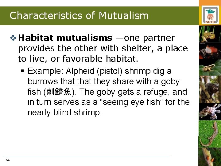 Characteristics of Mutualism v Habitat mutualisms —one partner provides the other with shelter, a