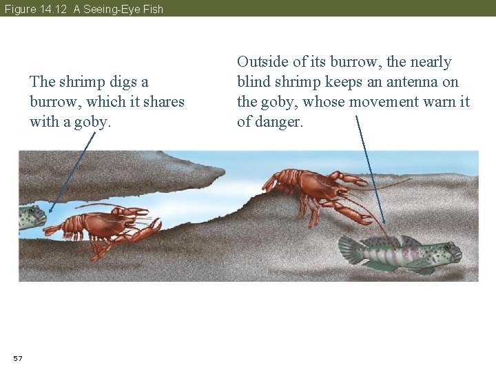 Figure 14. 12 A Seeing-Eye Fish The shrimp digs a burrow, which it shares