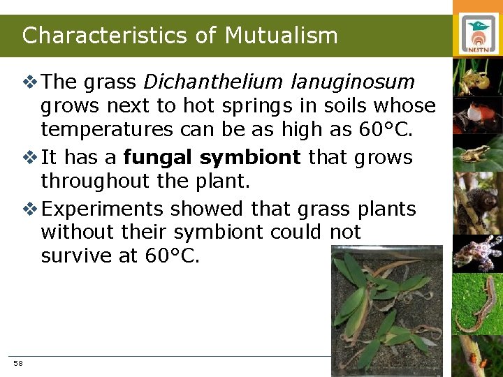 Characteristics of Mutualism v The grass Dichanthelium lanuginosum grows next to hot springs in