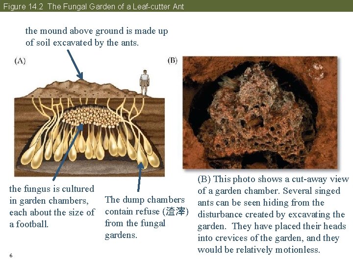Figure 14. 2 The Fungal Garden of a Leaf-cutter Ant the mound above ground