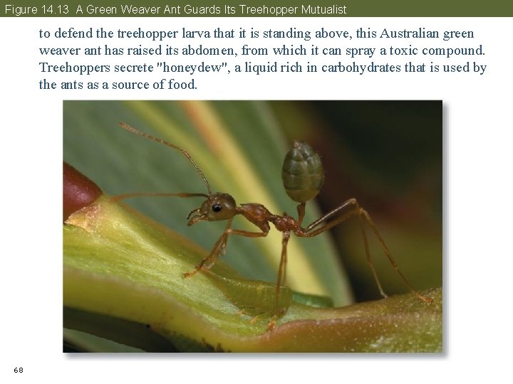 Figure 14. 13 A Green Weaver Ant Guards Its Treehopper Mutualist to defend the