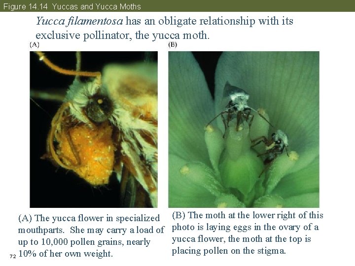 Figure 14. 14 Yuccas and Yucca Moths Yucca filamentosa has an obligate relationship with