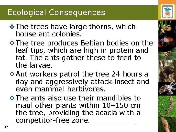 Ecological Consequences v The trees have large thorns, which house ant colonies. v The