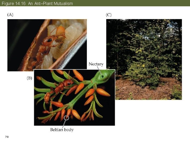Figure 14. 16 An Ant–Plant Mutualism 78 