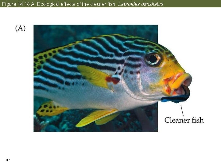 Figure 14. 18 A Ecological effects of the cleaner fish, Labroides dimidiatus 87 