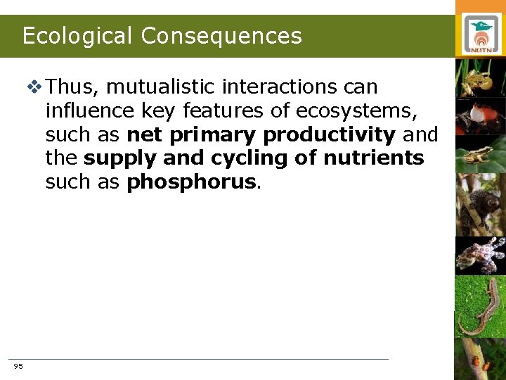 Ecological Consequences v Thus, mutualistic interactions can influence key features of ecosystems, such as