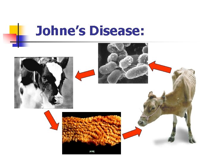 Johne’s Disease: 