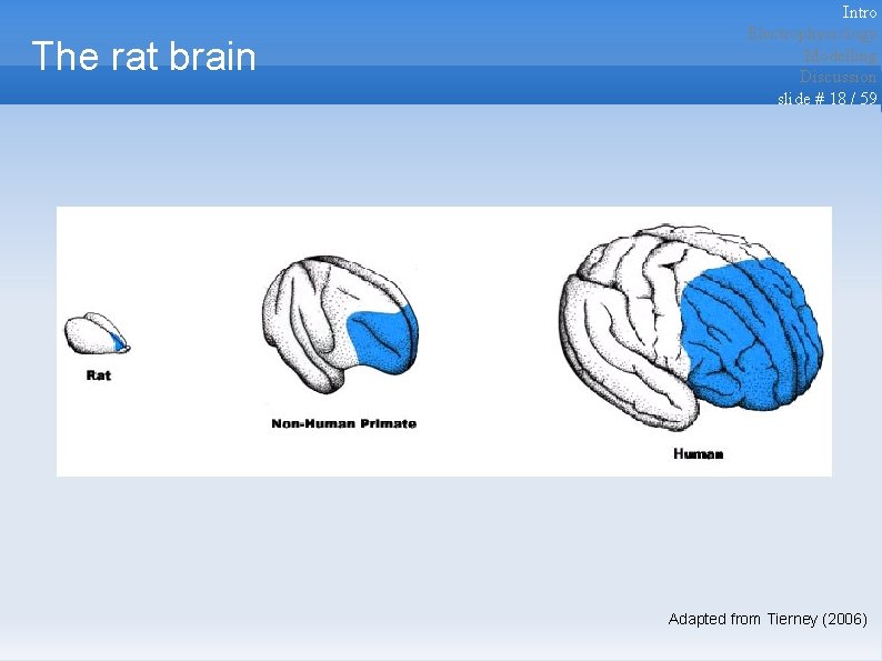 The rat brain Intro Electrophysiology Modelling Discussion slide # 18 / 59 Adapted from