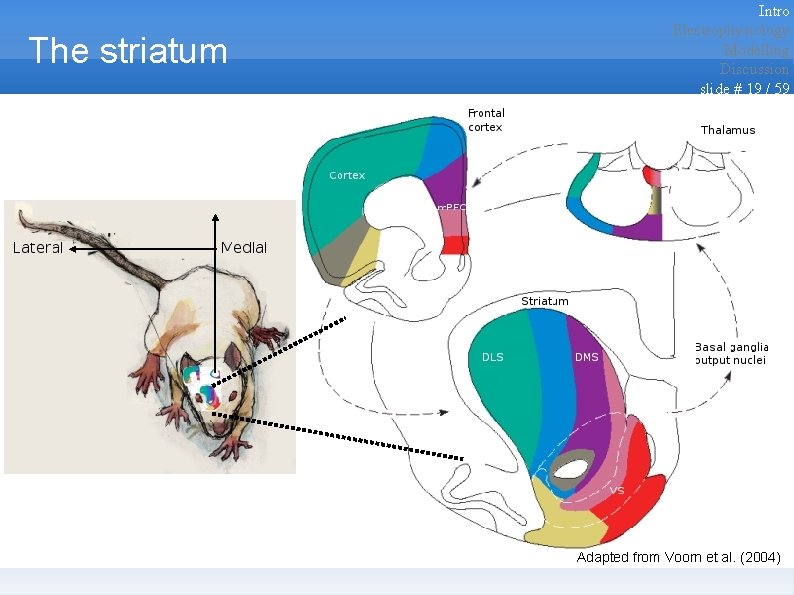 The striatum Intro Electrophysiology Modelling Discussion slide # 19 / 59 Adapted from Voorn