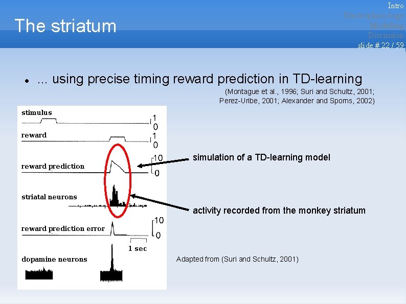 Intro Electrophysiology Modelling Discussion slide # 22 / 59 The striatum . . .