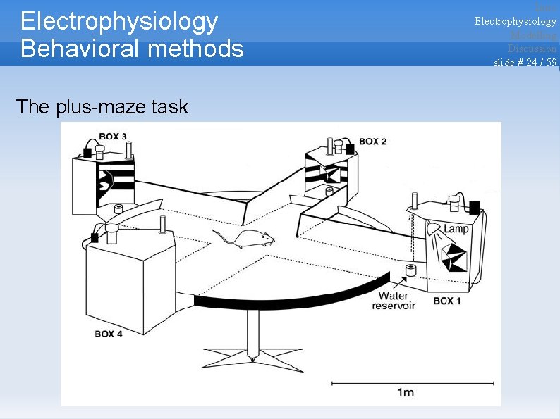 Electrophysiology Behavioral methods The plus-maze task Intro Electrophysiology Modelling Discussion slide # 24 /