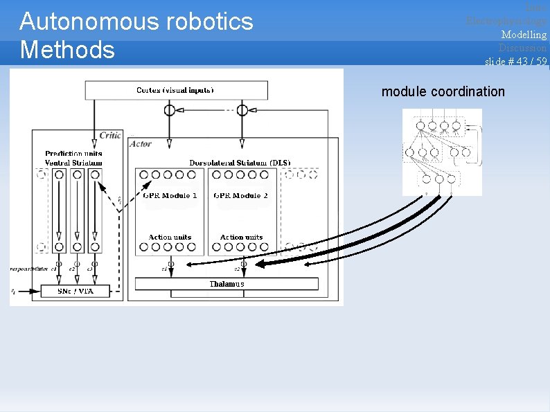 Autonomous robotics Methods Intro Electrophysiology Modelling Discussion slide # 43 / 59 module coordination