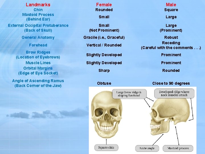 Landmarks Female Male Chin Mastoid Process (Behind Ear) Rounded Square Small Large External Occipital