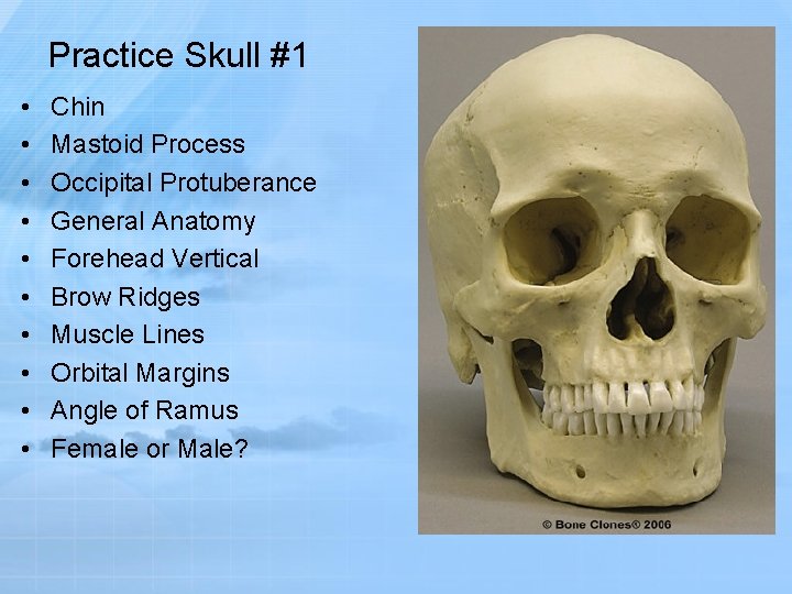 Practice Skull #1 • • • Chin Mastoid Process Occipital Protuberance General Anatomy Forehead