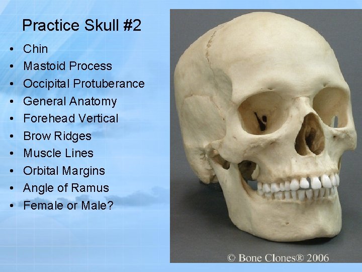 Practice Skull #2 • • • Chin Mastoid Process Occipital Protuberance General Anatomy Forehead