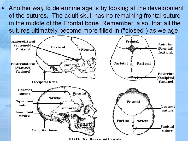  • Another way to determine age is by looking at the development of