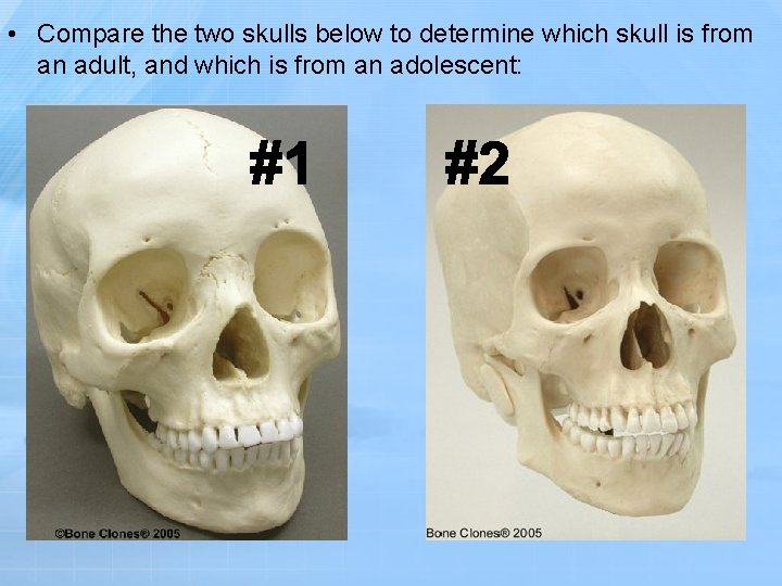  • Compare the two skulls below to determine which skull is from an