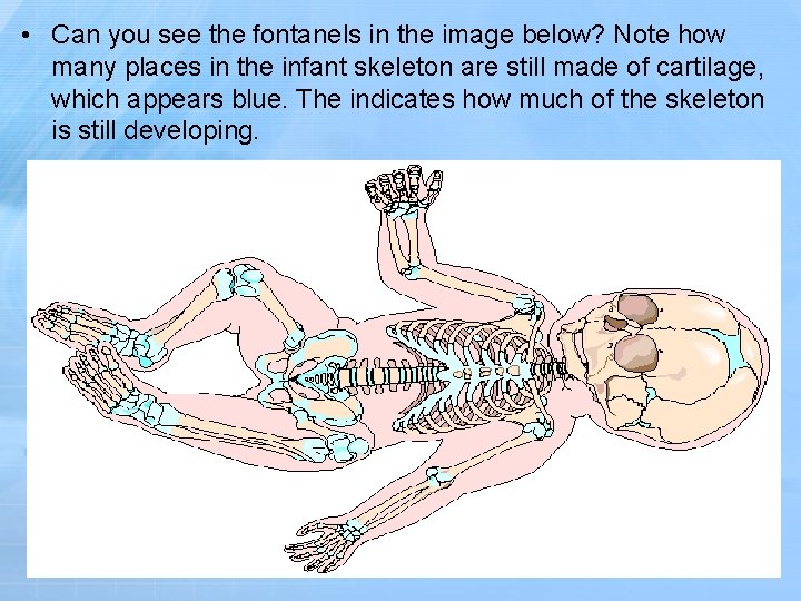  • Can you see the fontanels in the image below? Note how many