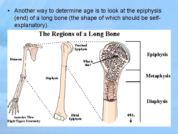  • Another way to determine age is to look at the epiphysis (end)