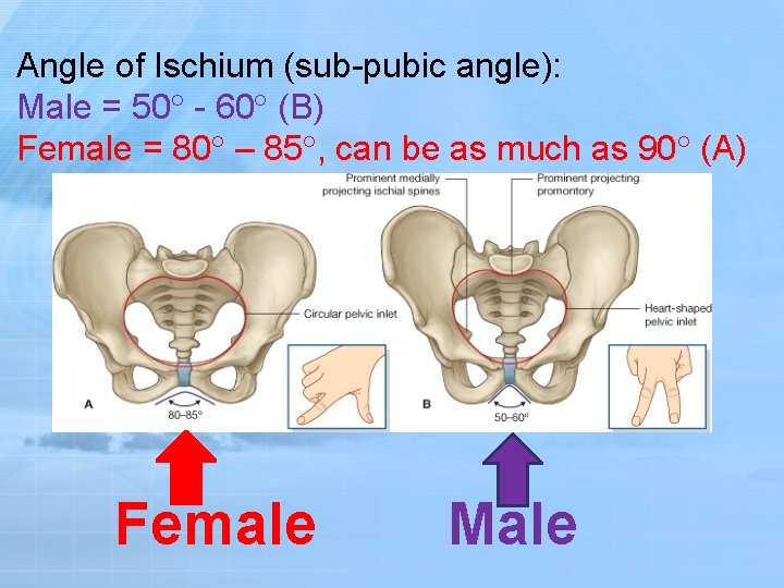 Angle of Ischium (sub-pubic angle): Male = 50 - 60 (B) Female = 80