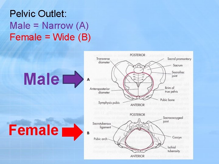 Pelvic Outlet: Male = Narrow (A) Female = Wide (B) Male Female 