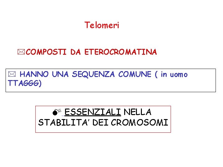 Telomeri *COMPOSTI DA ETEROCROMATINA * HANNO UNA SEQUENZA COMUNE ( in uomo TTAGGG) M