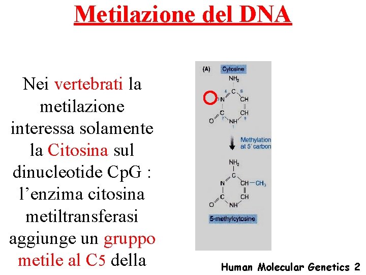 Metilazione del DNA Nei vertebrati la metilazione interessa solamente la Citosina sul dinucleotide Cp.