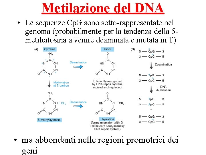 Metilazione del DNA • Le sequenze Cp. G sono sotto-rappresentate nel genoma (probabilmente per