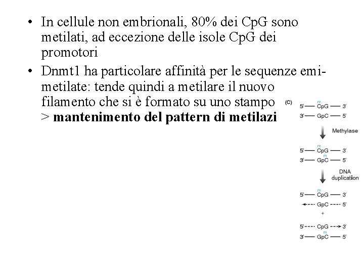  • In cellule non embrionali, 80% dei Cp. G sono metilati, ad eccezione